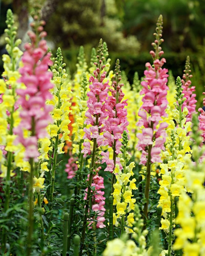 Snapdragons: Vertical Drama