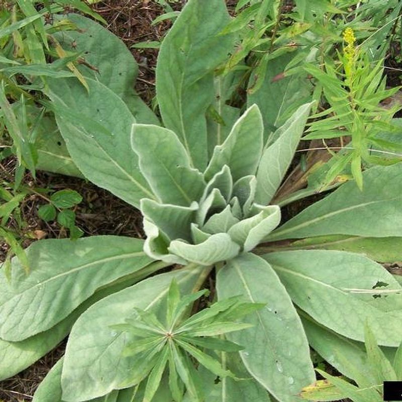 Mullein: Velvety Medicinal Sentinel