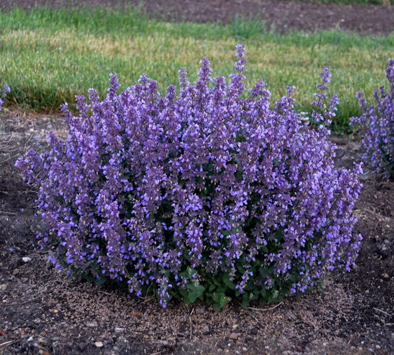 Catmint Creates A Second Wave Of Blue