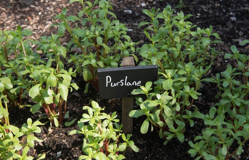 Purslane Indicates Manganese-Rich Conditions