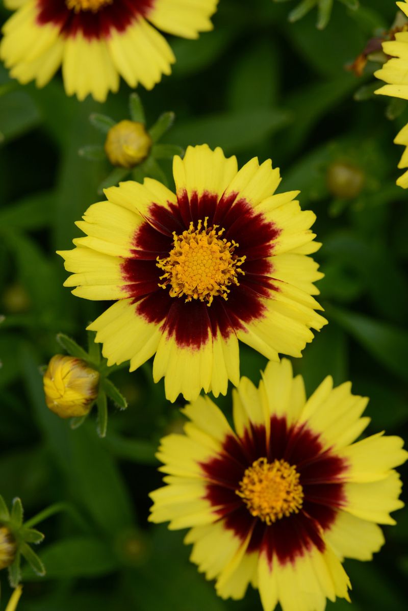 Coreopsis - The Long-Blooming Defender