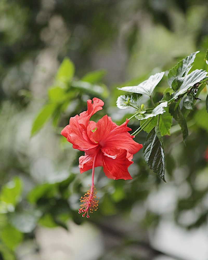 Hibiscus: Divine Feminine