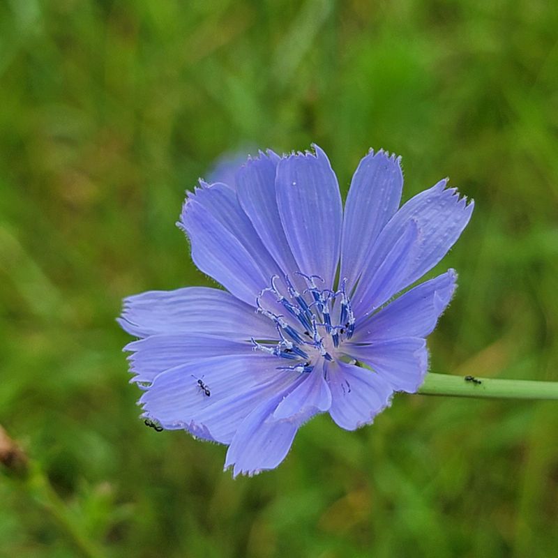 Chicory: Blue-Flowered Coffee Companion