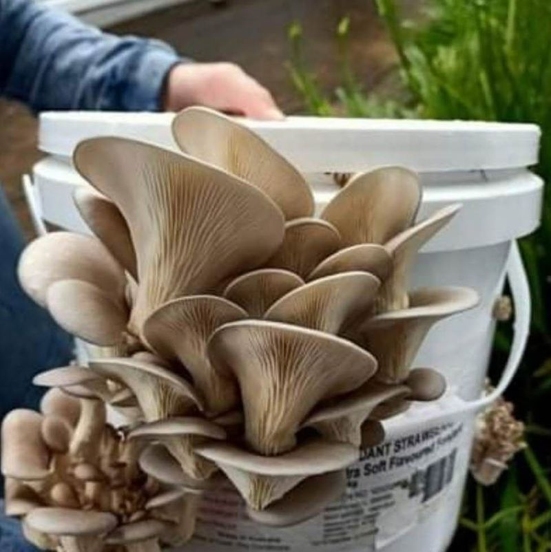 Mushroom Growing Medium