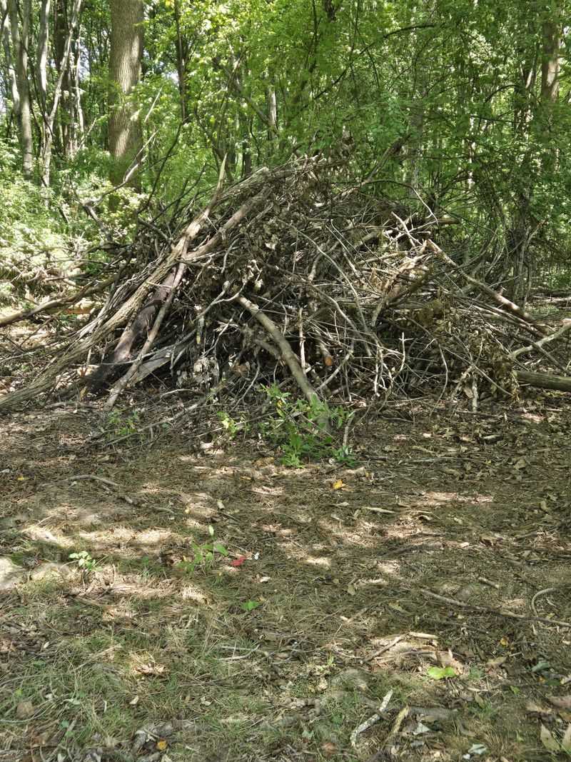 Brush Piles