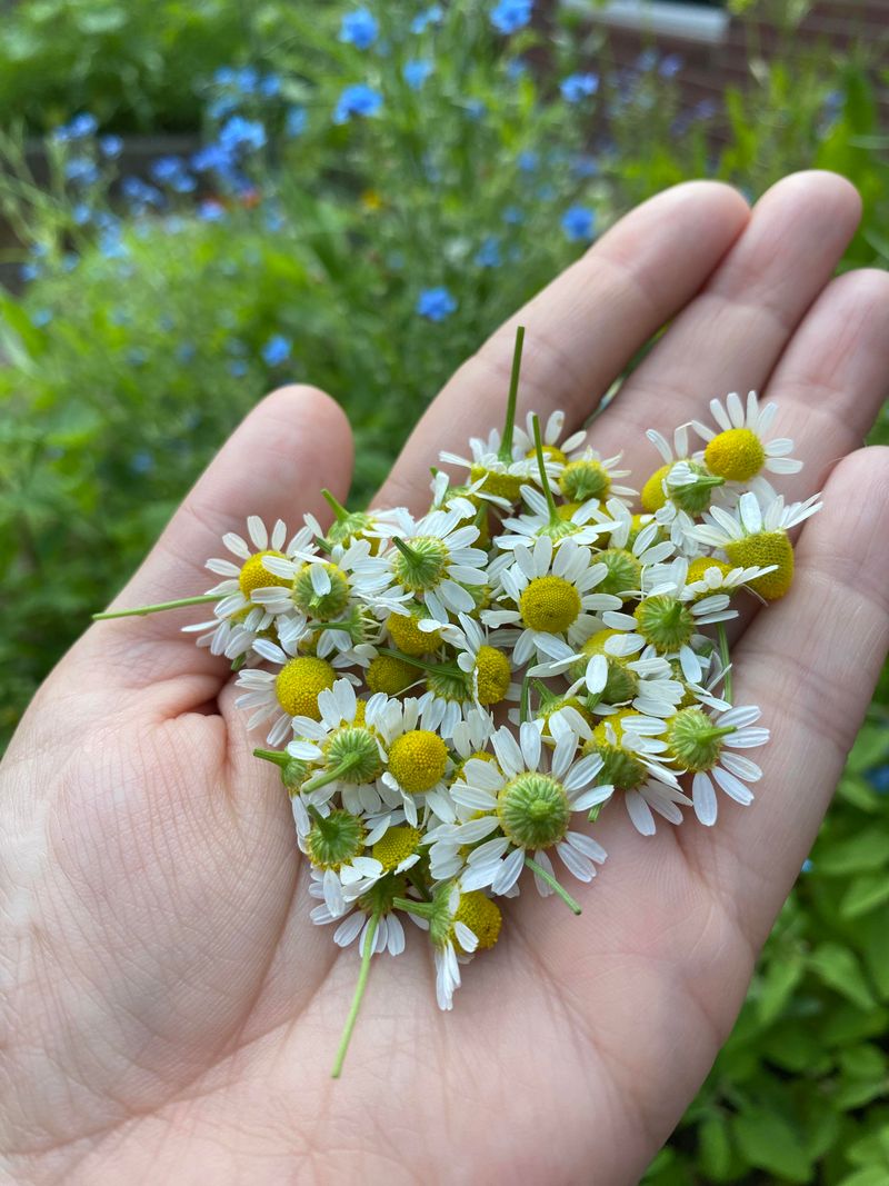 Easy Harvest For DIY Wasp Repellent Spray
