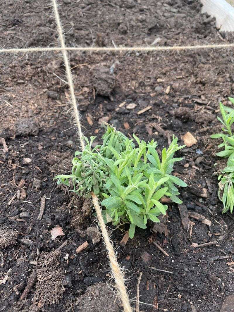 Soil Improvement
