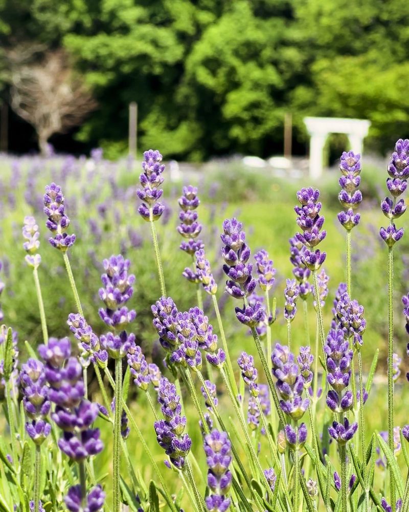 Easy Harvesting for Home Projects
