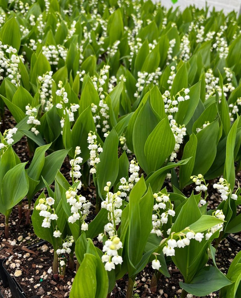 Lily-of-the-Valley