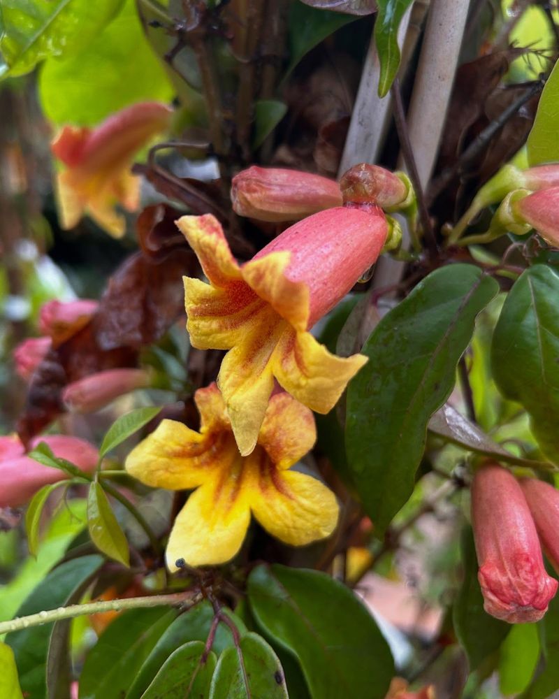 Yellow Cross Vine