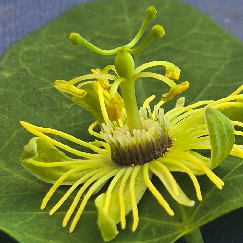 Yellow Passion Flower