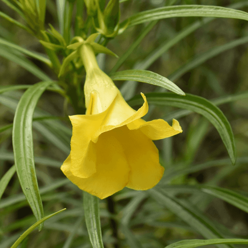 Climbing Yellow Oleander