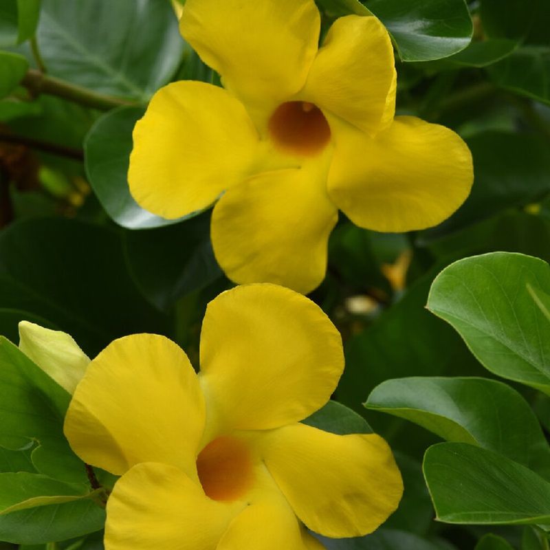 Yellow Mandevilla