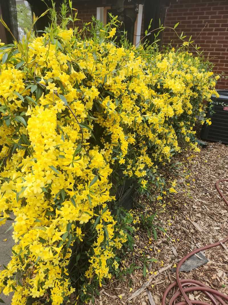 Yellow Chinese Wisteria