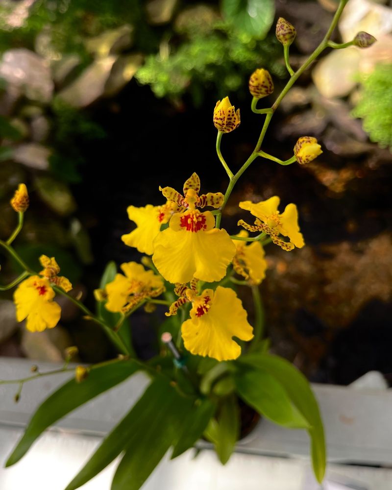 Yellow Dancing Lady Orchid Vine