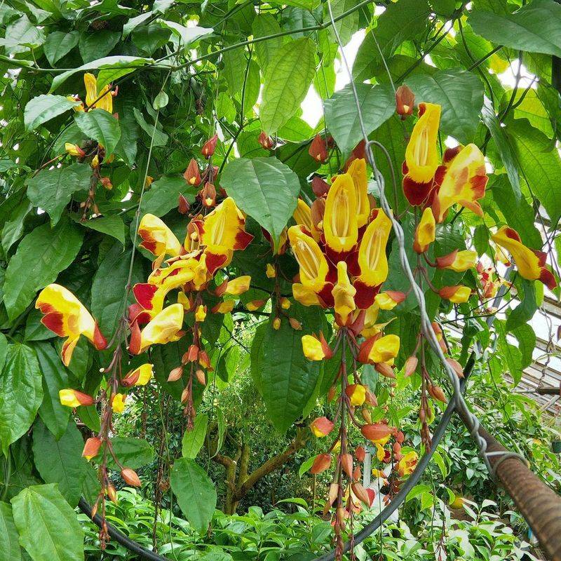 Yellow Clock Vine