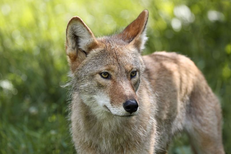 Coyotes