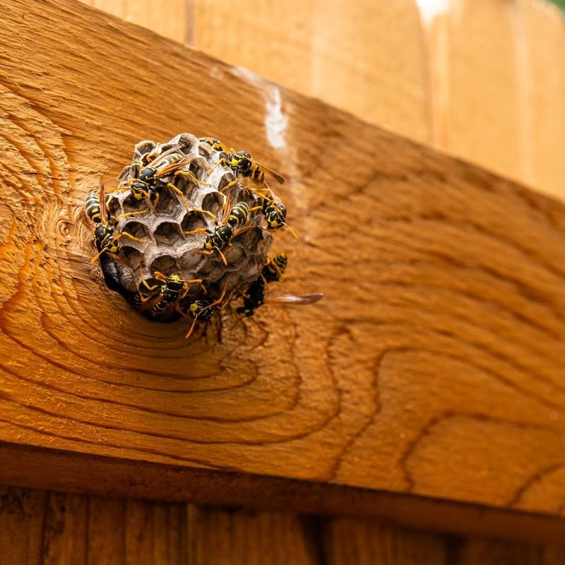 Paper Wasps