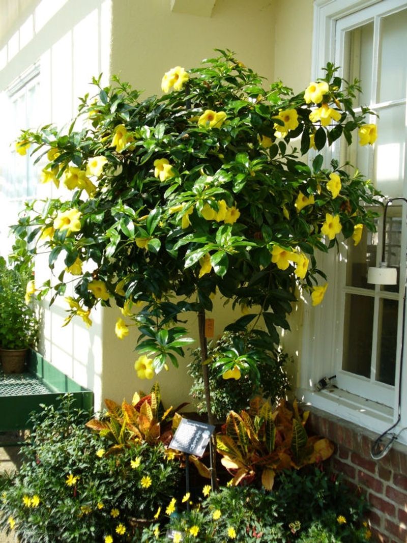 Golden Trumpet Vine