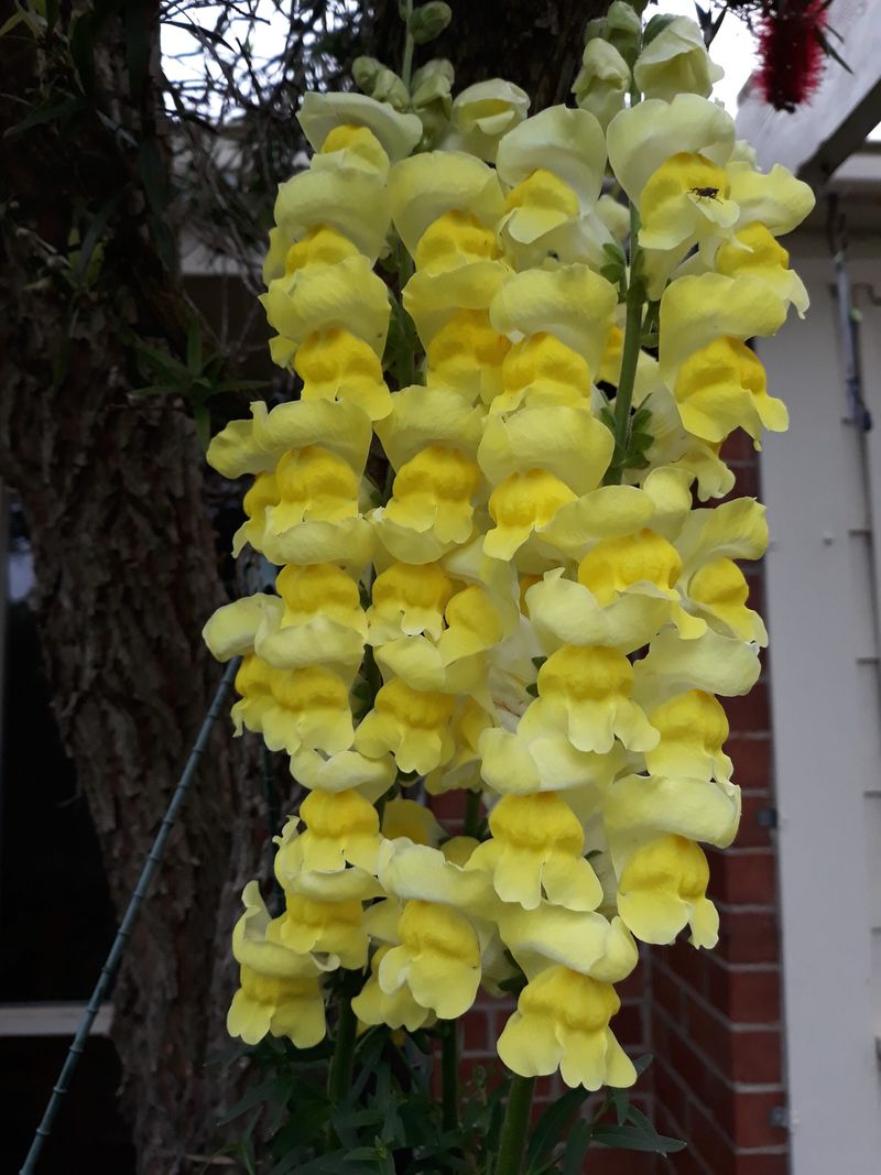Yellow Climbing Snapdragon