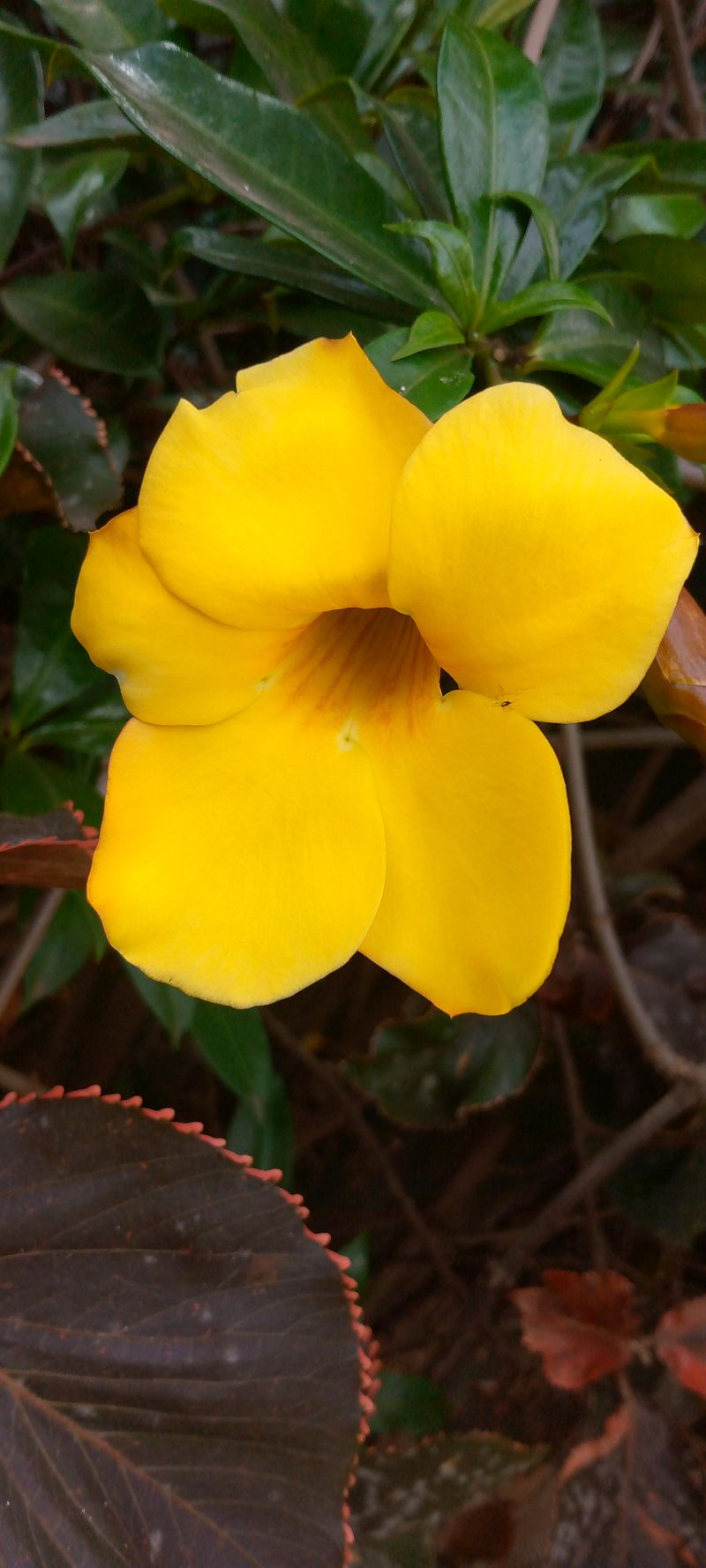 Yellow Morning Glory