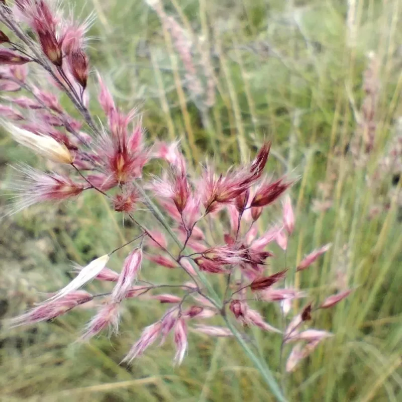 Witchweed