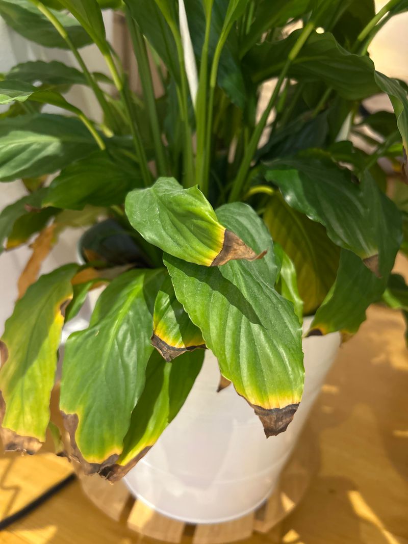 Brown Leaf Tips