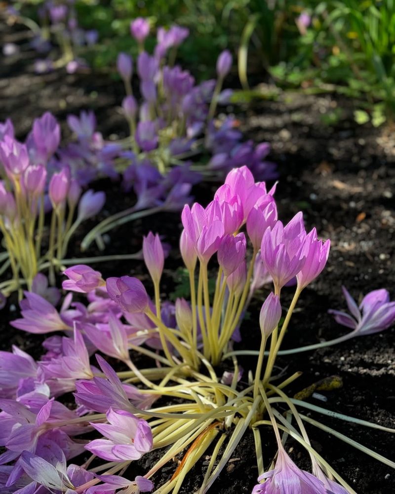 Autumn Crocus