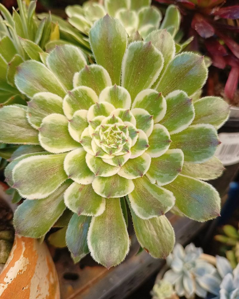 Aeonium