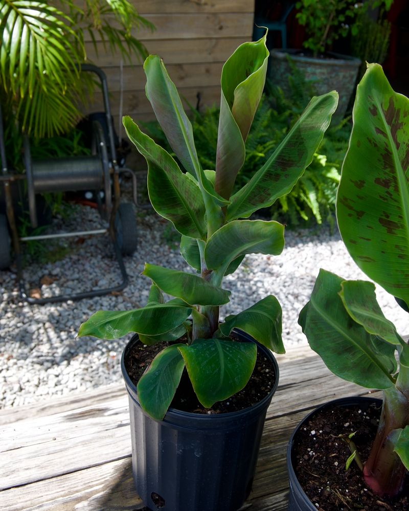 Dwarf Banana