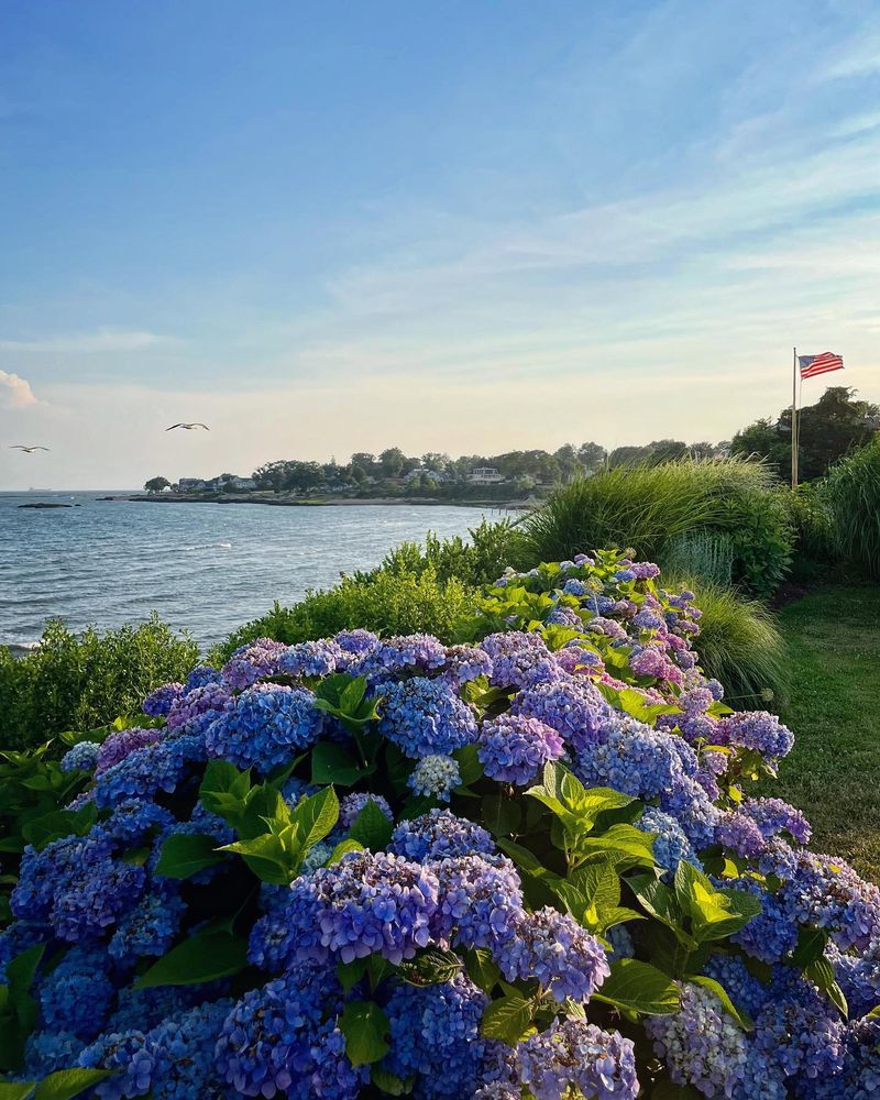 Hydrangea