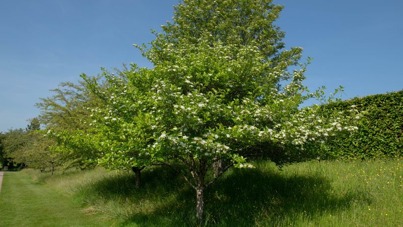 Hawthorn Trees