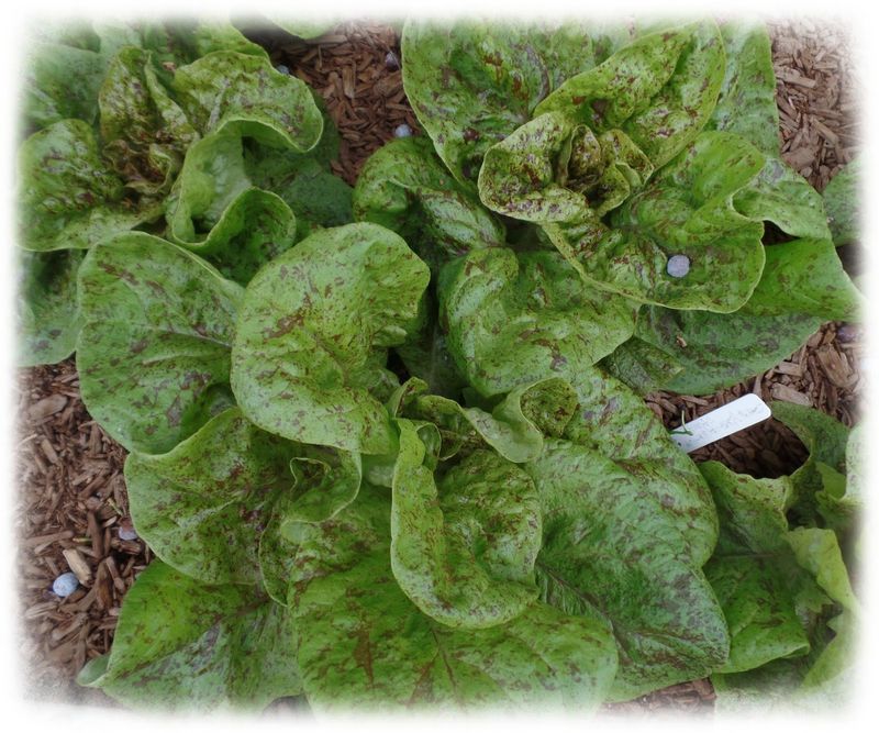 Speckled Bibb Lettuce