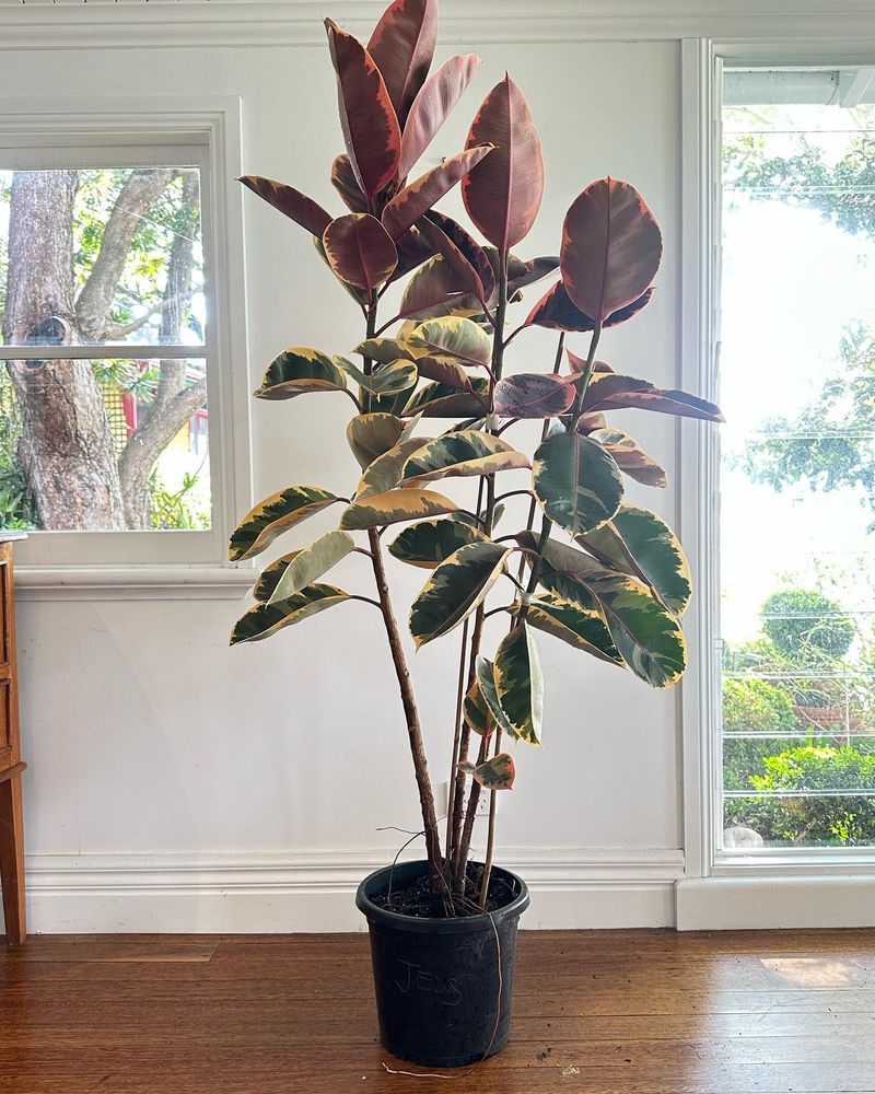 Rubber Plant