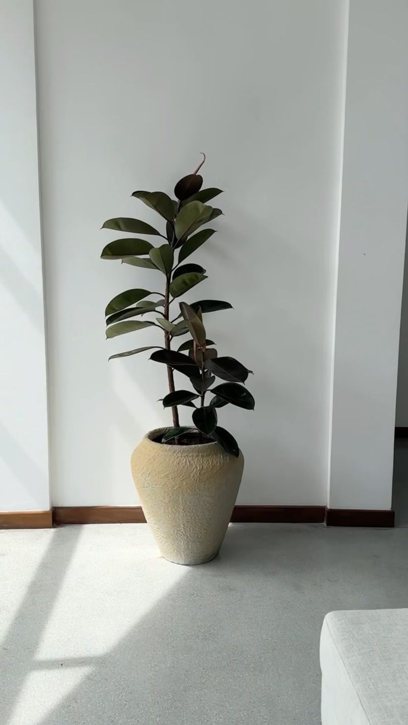 Rubber Plant (Ficus elastica)