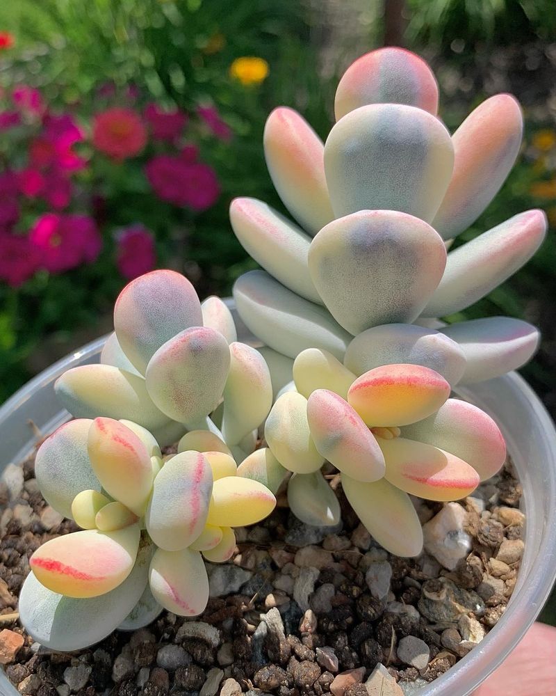 Cotyledon Orbiculata