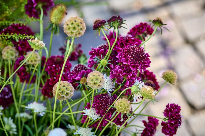 Scabiosa