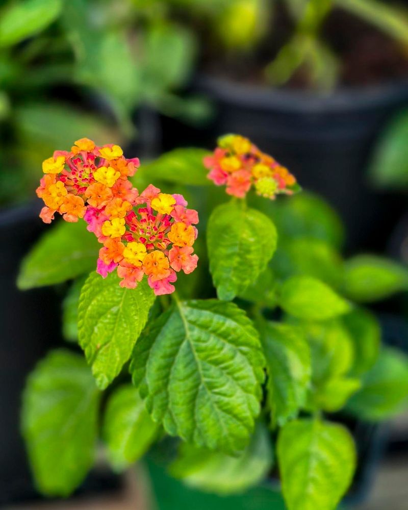 Lantana