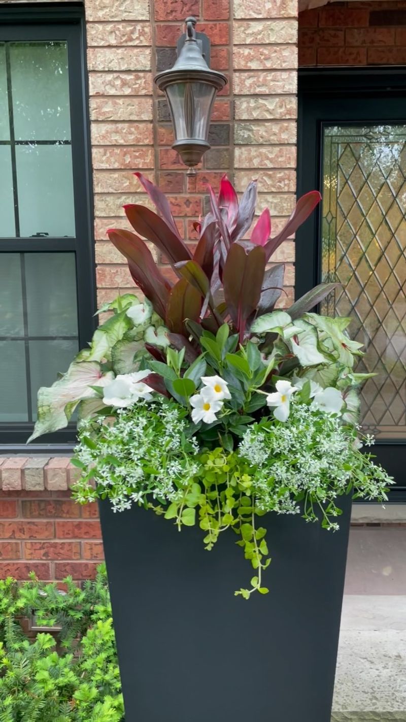 Cordyline and Euphorbia