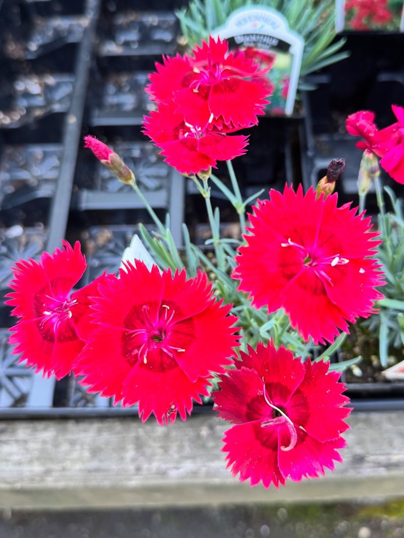 Dianthus