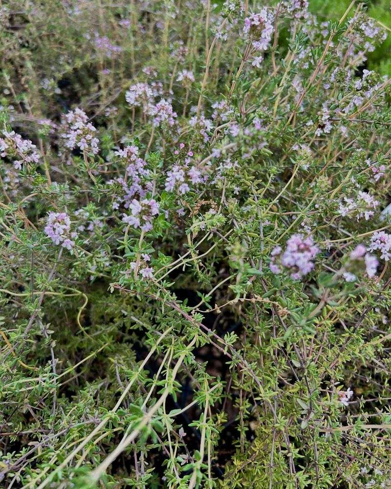 Thyme