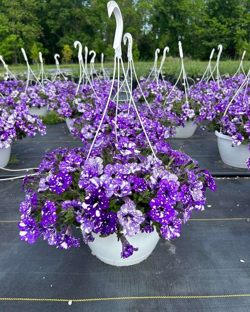 Petunias