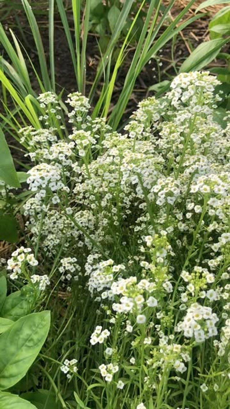 Alyssum