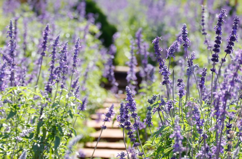 Lavender: Aromatic Pest Repellent