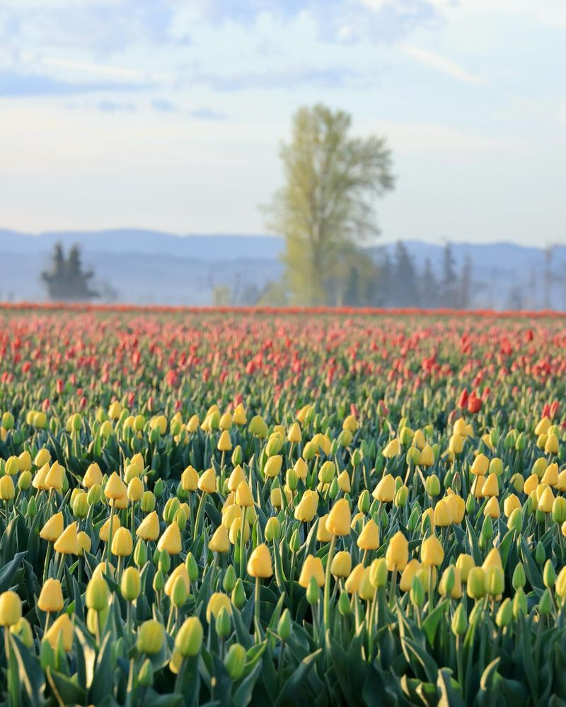 Tulips: Spring Elegance