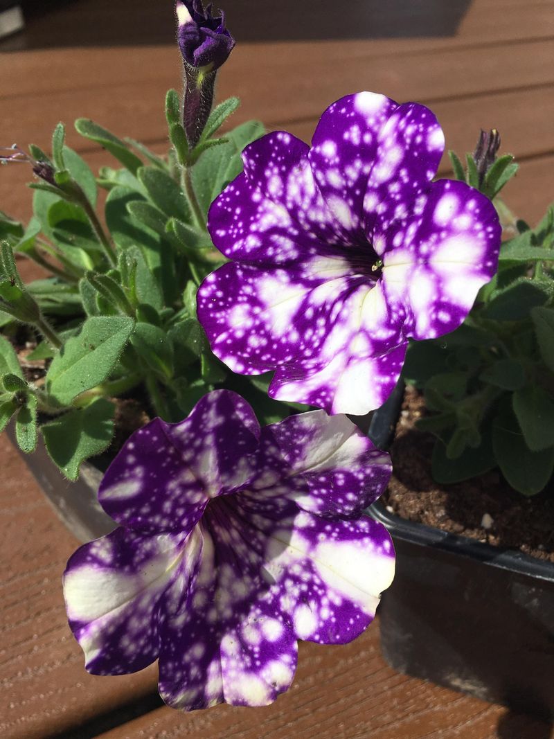 Petunias: Cascading Color