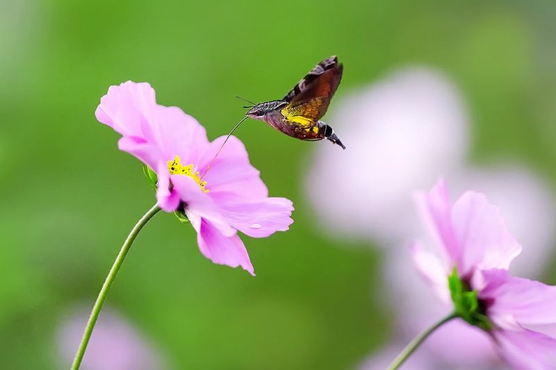 Cosmos