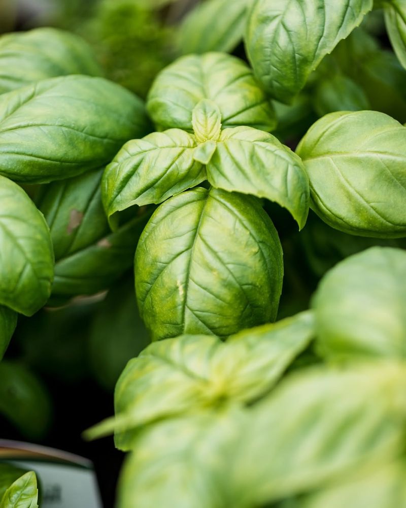 Basil