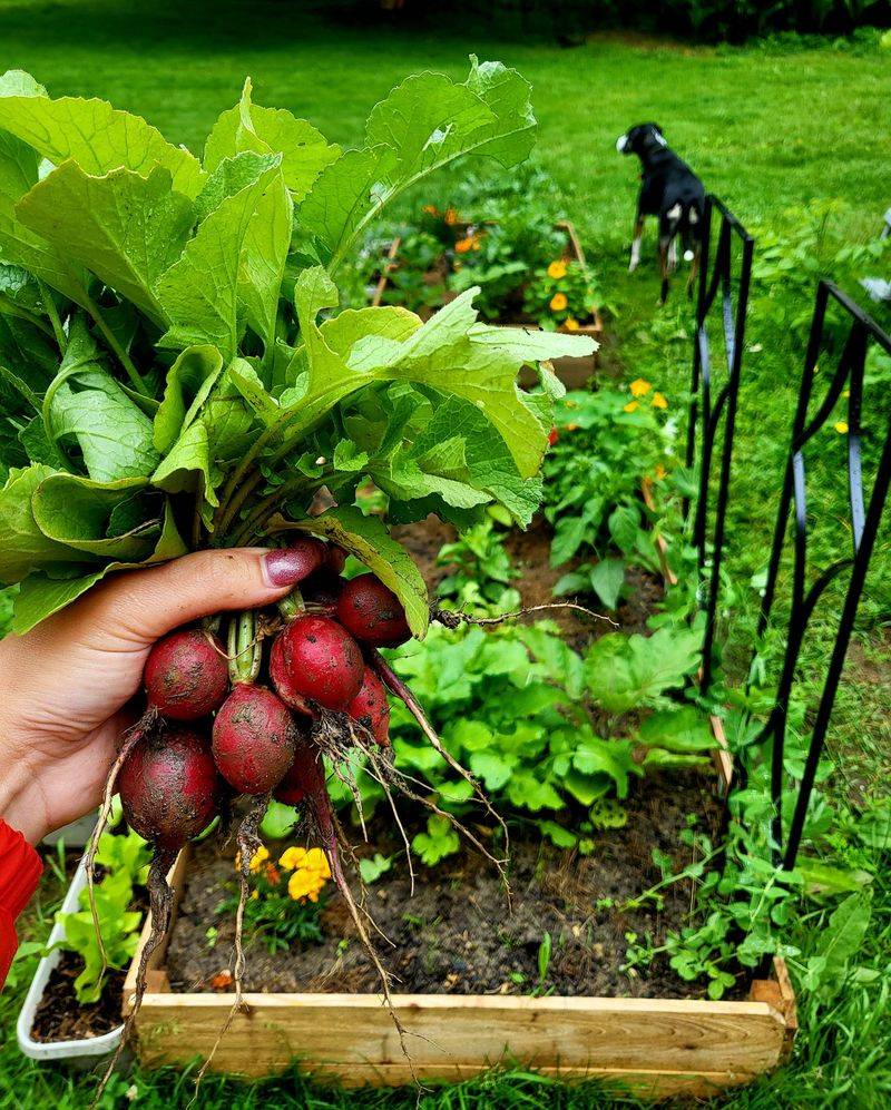 Radishes - Fast Results for Impatient Gardeners