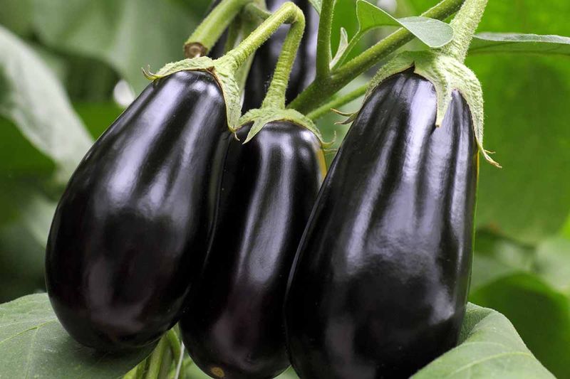 Eggplant and Catnip: Feline-Friendly Protection